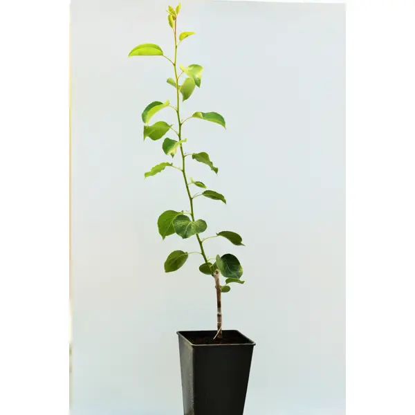 Груша «Красуля» 1 год 12.5x30-50 см
