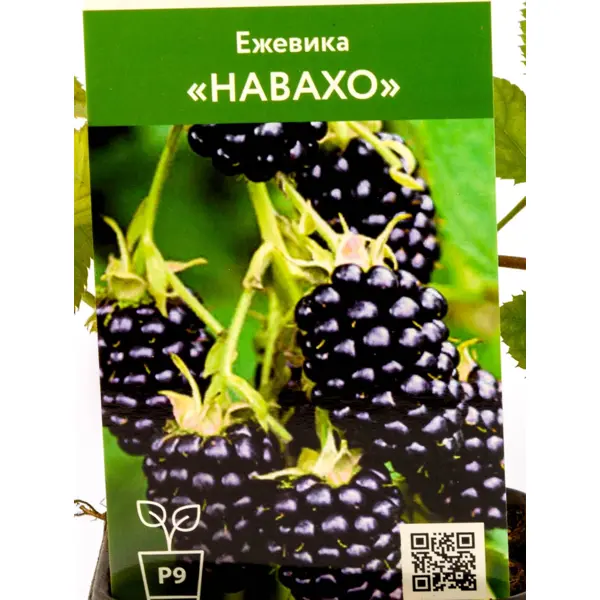 Ежевика Навахо h70 см