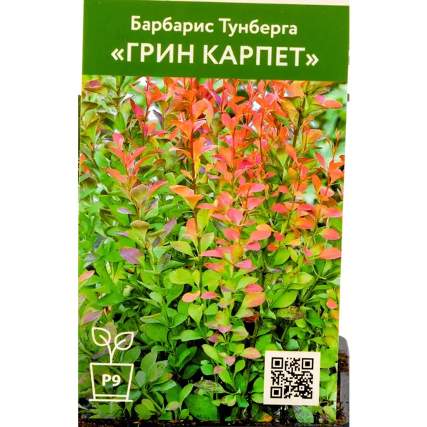 Барбарис Тунберга Грин Карпет ø9 см h30 см