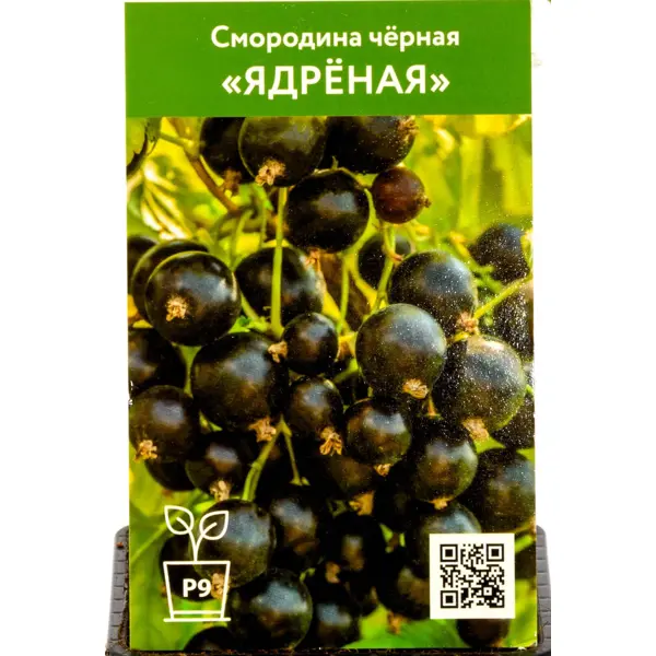 Смородина черная Ядреная h45 см