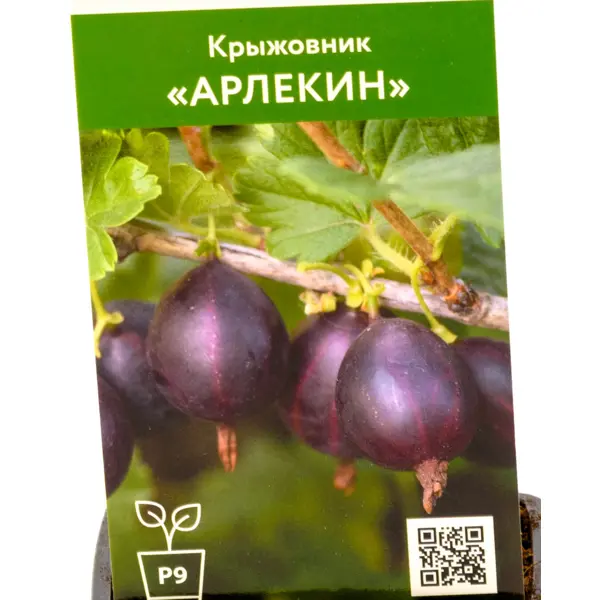 Крыжовник Арлекин ø9 h50 см