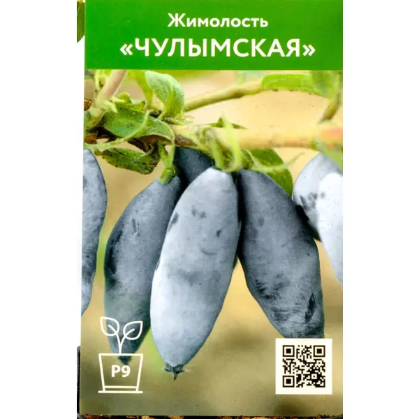 Жимолость Чулымская h30 см
