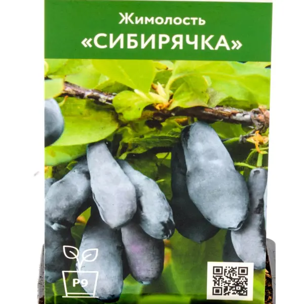 Жимолость Гордость Сибирячка ø9 h30 см