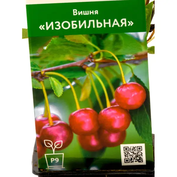 Вишня Изобильная h45 см