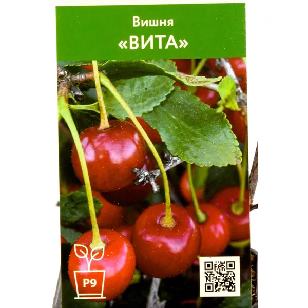 Вишня Вита ø9 h45 см