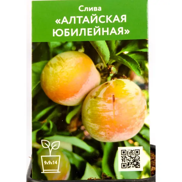 Слива Алтайская юбилейная h80 см
