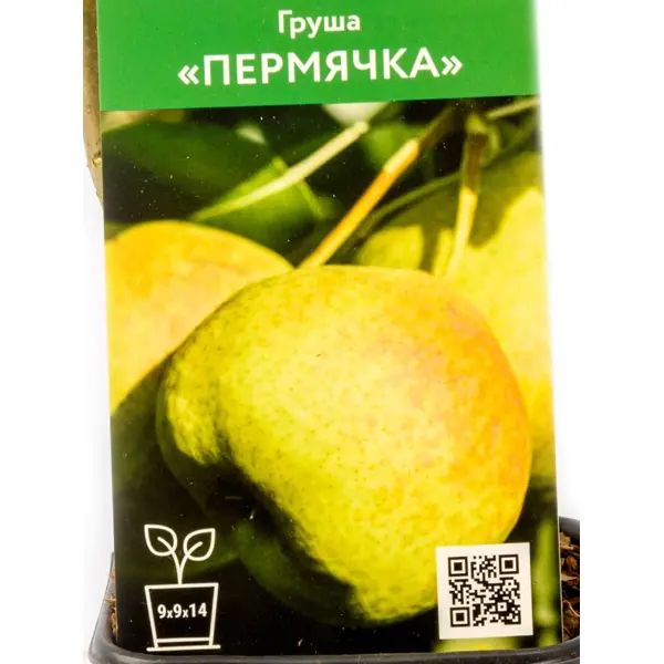Груша Пермячка h90 см