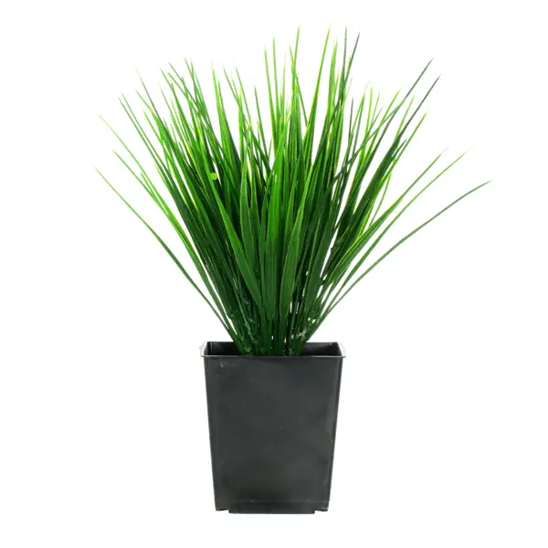 Искусственное растение в горшке осока Дуо h30 см